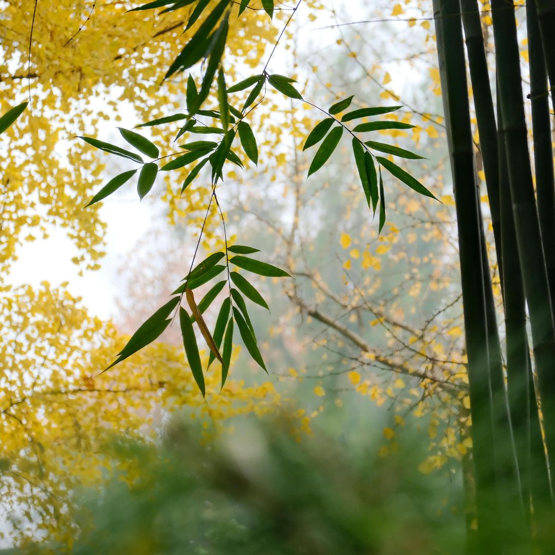 Sunlit tree branches with yellow leaves, representing peace and renewal